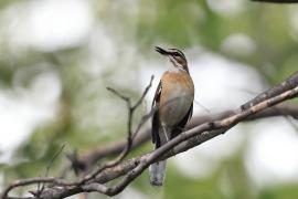 Drozdówka białosterna - Cercotrichas quadrivirgata - Bearded Scrub-Robin