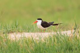 Brzytwodziób afrykański - Rynchops flavirostris - African Skimmer