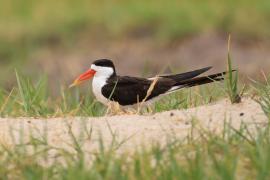Brzytwodziób afrykański - Rynchops flavirostris - African Skimmer