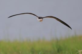 Brzytwodziób afrykański - Rynchops flavirostris - African Skimmer