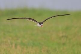 Brzytwodziób afrykański - Rynchops flavirostris - African Skimmer