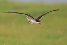 Brzytwodziób afrykański - Rynchops flavirostris - African Skimmer