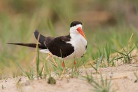 Brzytwodziób afrykański - Rynchops flavirostris - African Skimmer