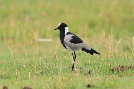 Czajka srokata - Vanellus armatus - Blacksmith Lapwing
