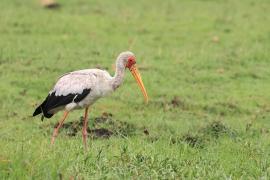 Dławigad afrykański - Mycteria ibis - Yellow-billed Stork