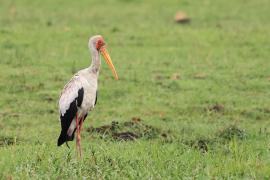 Dławigad afrykański - Mycteria ibis - Yellow-billed Stork