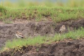 Kulon nadwodny - Burhinus vermiculatus - Water Thick-knee