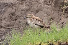 Kulon nadwodny - Burhinus vermiculatus - Water Thick-knee