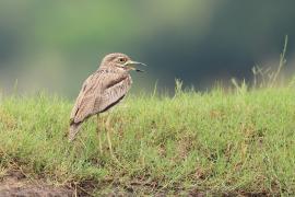 Kulon nadwodny - Burhinus vermiculatus - Water Thick-knee