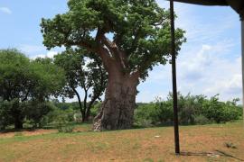 Baobab