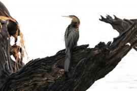 Wężówka afrykańska - Anhinga rufa - African Darter