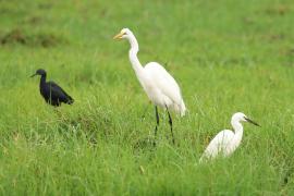 Czapla biała - Ardea alba - Western Great Egret
