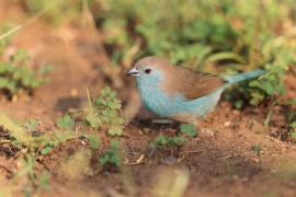 Motylik sawannowy - Uraeginthus angolensis - Blue-breasted Cordon-bleu