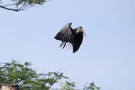 Ibis białowąsy - Bostrychia hagedash - Hadada Ibis
