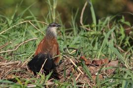 Kukal białobrewy - Centropus superciliosus - White-browed Coucal