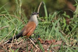 Kukal białobrewy - Centropus superciliosus - White-browed Coucal