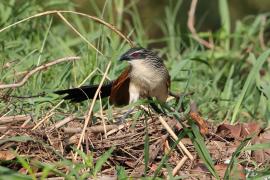 Kukal białobrewy - Centropus superciliosus - White-browed Coucal