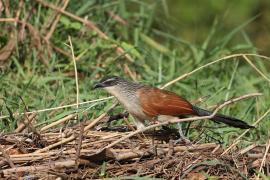 Kukal białobrewy - Centropus superciliosus - White-browed Coucal