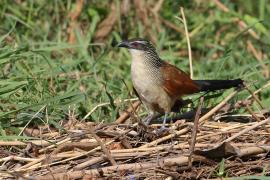 Kukal białobrewy - Centropus superciliosus - White-browed Coucal