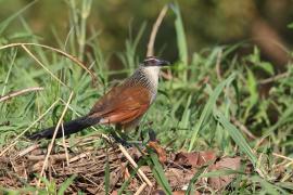 Kukal białogardły - Centropus superciliosus burchellii - Burchell's Coucal