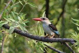 Łowiec szarogłowy - Halcyon leucocephala - Grey-headed Kingfisher