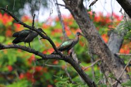 Ibis białowąsy - Bostrychia hagedash - Hadada Ibis