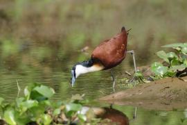 Długoszpon afrykański - Actophilornis africanus - African Jacana
