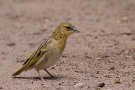 Wikłacz śliniaczkowy - Ploceus xanthopterus - Southern Brown-throated Weaver