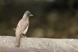 Bilbil okopcony - Pycnonotus tricolor - Dark-capped Bulbul