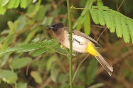 Bilbil okopcony - Pycnonotus tricolor - Dark-capped Bulbul