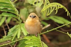 Wikłacz śliniaczkowy - Ploceus xanthopterus - Southern Brown-throated Weaver