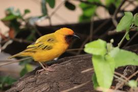 Wikłacz śliniaczkowy - Ploceus xanthopterus - Southern Brown-throated Weaver
