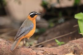 Złotokos białobrewy - Cossypha heuglini - White-browed Robin-Chat