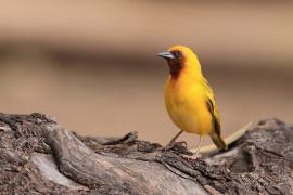 Wikłacz śliniaczkowy - Ploceus xanthopterus - Southern Brown-throated Weaver
