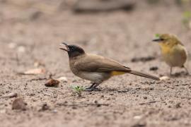 Bilbil okopcony - Pycnonotus tricolor - Dark-capped Bulbul