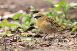 Wikłacz śliniaczkowy - Ploceus xanthopterus - Southern Brown-throated Weaver
