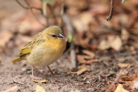Wikłacz śliniaczkowy - Ploceus xanthopterus - Southern Brown-throated Weaver