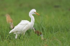 Czapla czarnonoga - Ardea intermedia - Intermediate Egret