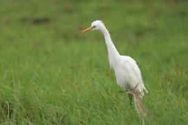 Czapla czarnonoga - Ardea intermedia - Intermediate Egret