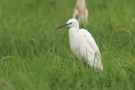 Czapla nadobna - Egretta garzetta - Little Egret