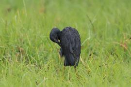 Czapla łupkowata - Egretta vinaceigula - Slaty Egret
