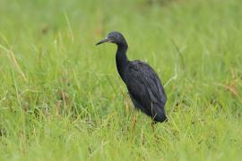 Czapla łupkowata - Egretta vinaceigula - Slaty Egret