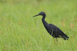 Czapla łupkowata - Egretta vinaceigula - Slaty Egret