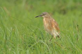 Czapla modronosa - Ardeola ralloides - Squacco Heron