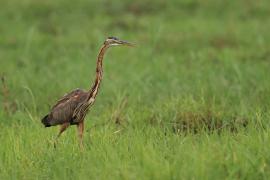 Czapla purpurowa - Ardea purpurea - Purple Heron