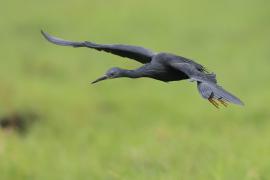 Czapla łupkowata - Egretta vinaceigula - Slaty Egret