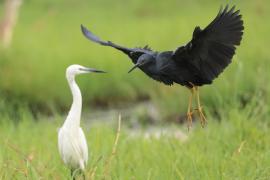 Czapla łupkowata - Egretta vinaceigula - Slaty Egret