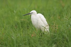 Czapla nadobna - Egretta garzetta - Little Egret