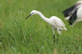 Czapla nadobna - Egretta garzetta - Little Egret