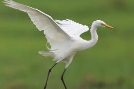 Czapla czarnonoga - Ardea intermedia - Intermediate Egret